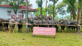 জৈন্তাপুর সীমান্ত থেকে ৬৭টি ভারতীয় মহিষ আটক