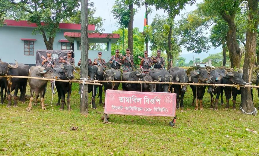 জৈন্তাপুর সীমান্ত থেকে ৬৭টি ভারতীয় মহিষ আটক