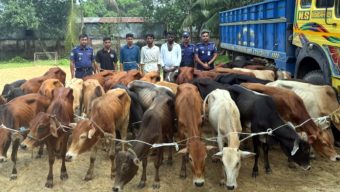 নবীগঞ্জে ৩৯টি গরুসহ ৪ ডাকাত আটক