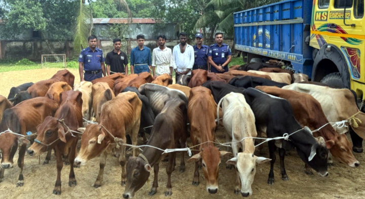 নবীগঞ্জে ৩৯টি গরুসহ ৪ ডাকাত আটক