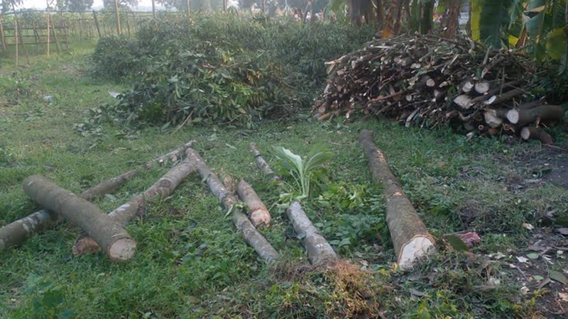 শায়েস্তাগঞ্জে সরকারি জায়গায় গাছ কর্তন, বন্ধ করে দিলো পুলিশ