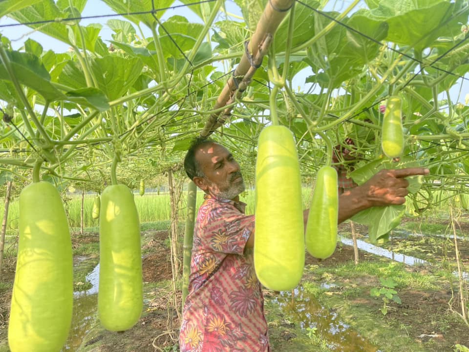 শ্রীমঙ্গলে লাউ চাষ করে লাভবান কৃষক আবু তাহের