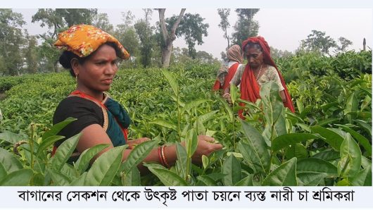 বকেয়া মজুরি পেয়ে কাজে ফিরেছেন এনটিসি বাগানের চা শ্রমিকরা
