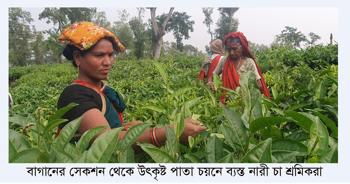 বকেয়া মজুরি পেয়ে কাজে ফিরেছেন এনটিসি বাগানের চা শ্রমিকরা