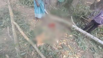 লাকড়ি কুড়াতে গিয়ে গাছের নিচে চাপা পড়ে বৃদ্ধা নিহত