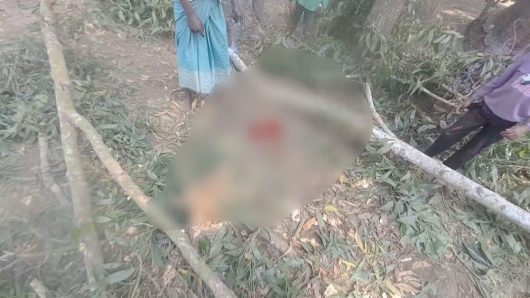 লাকড়ি কুড়াতে গিয়ে গাছের নিচে চাপা পড়ে বৃদ্ধা নিহত