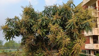 জৈন্তাপুরের আম গাছ গুলোতে এখন মুকুলের সমারোহ