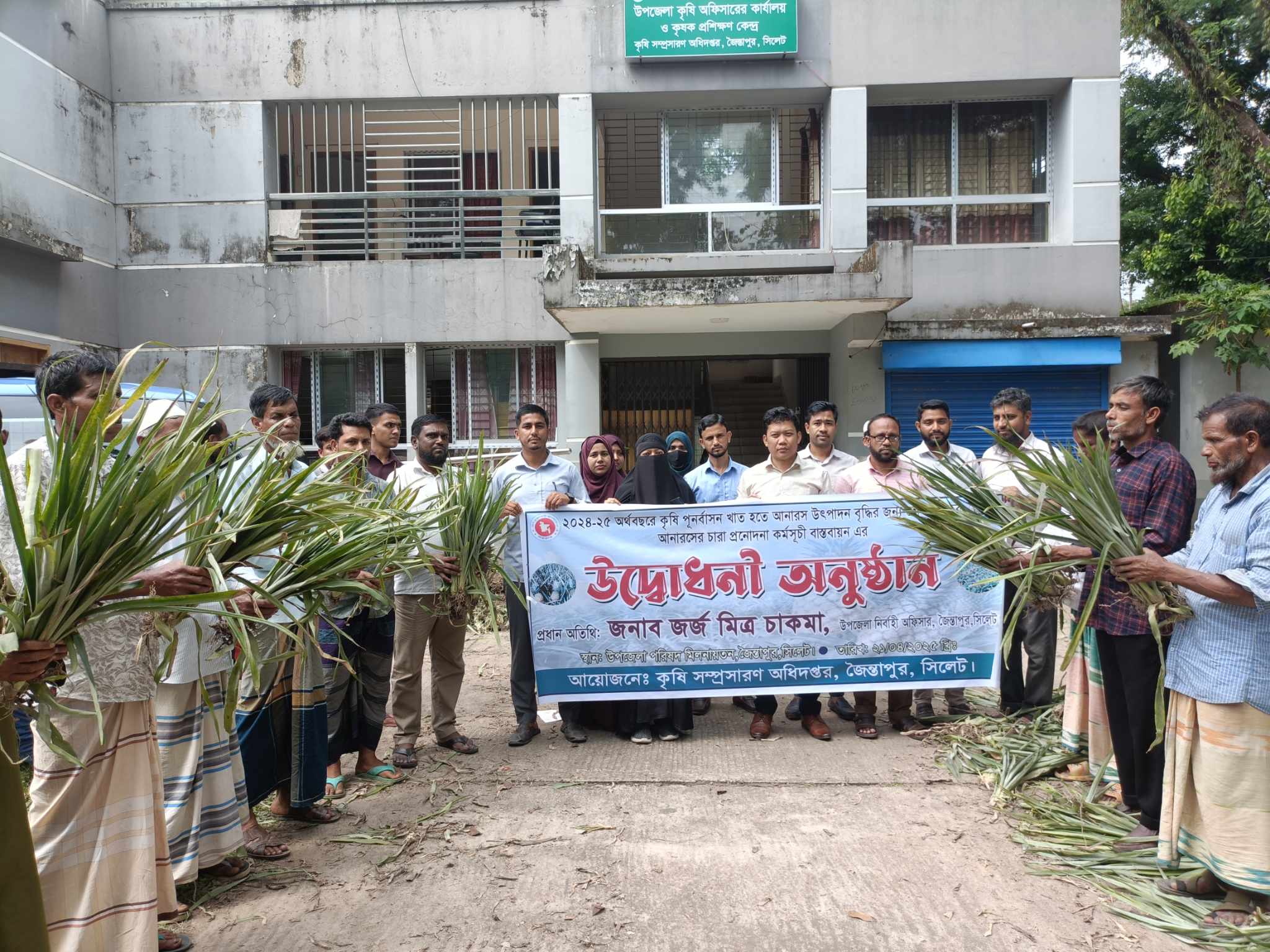 জৈন্তাপুরে কৃষকদের মাঝে আনারসের চারা বিতরণ