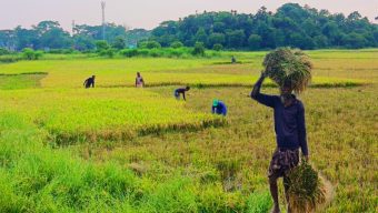 জৈন্তাপুরে ঝড়বৃষ্টি ও বন্যার শঙ্কায় আগেভাগেই কাটা হচ্ছে বোরো ধান