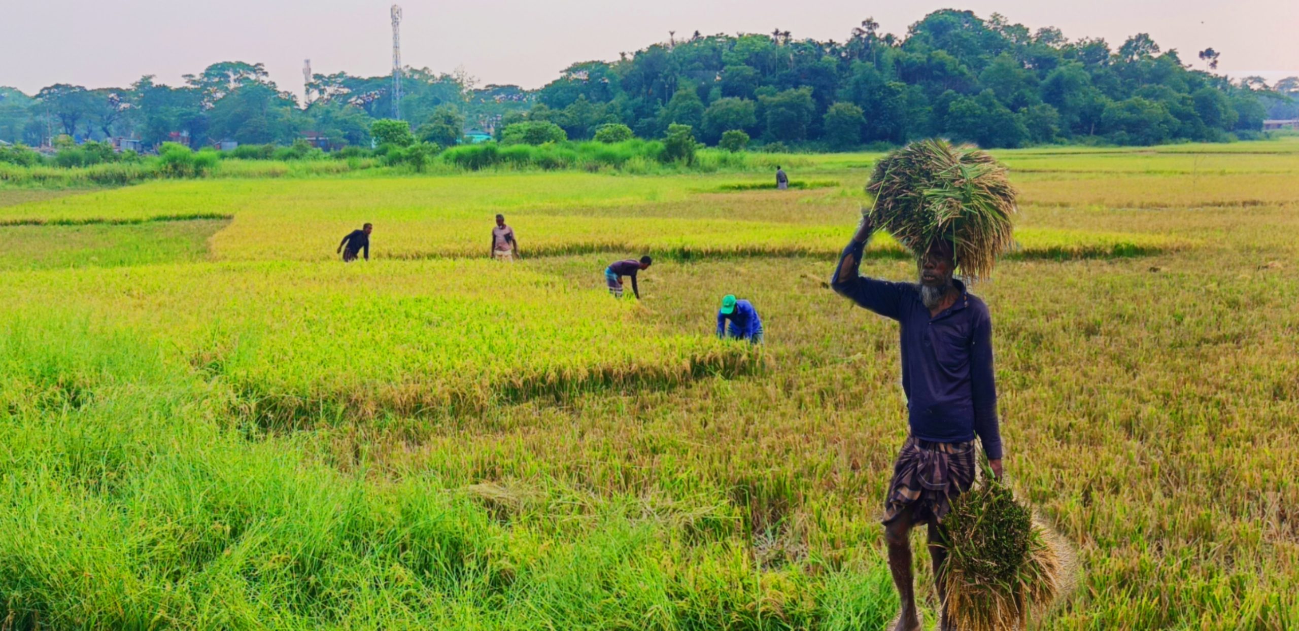 জৈন্তাপুরে ঝড়বৃষ্টি ও বন্যার শঙ্কায় আগেভাগেই কাটা হচ্ছে বোরো ধান