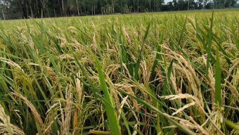শ্রীমঙ্গলে বোরো ধানে মাজড়া পোকার আক্রমণ, কৃষকদের মাথায় হাত