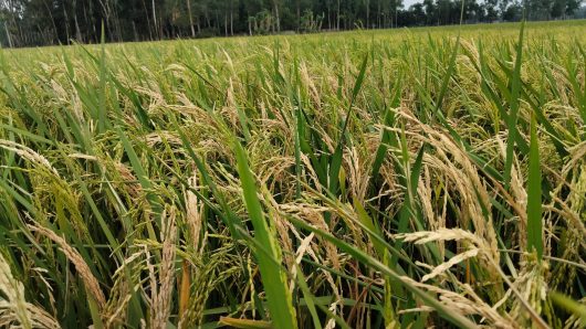 শ্রীমঙ্গলে বোরো ধানে মাজড়া পোকার আক্রমণ, কৃষকদের মাথায় হাত