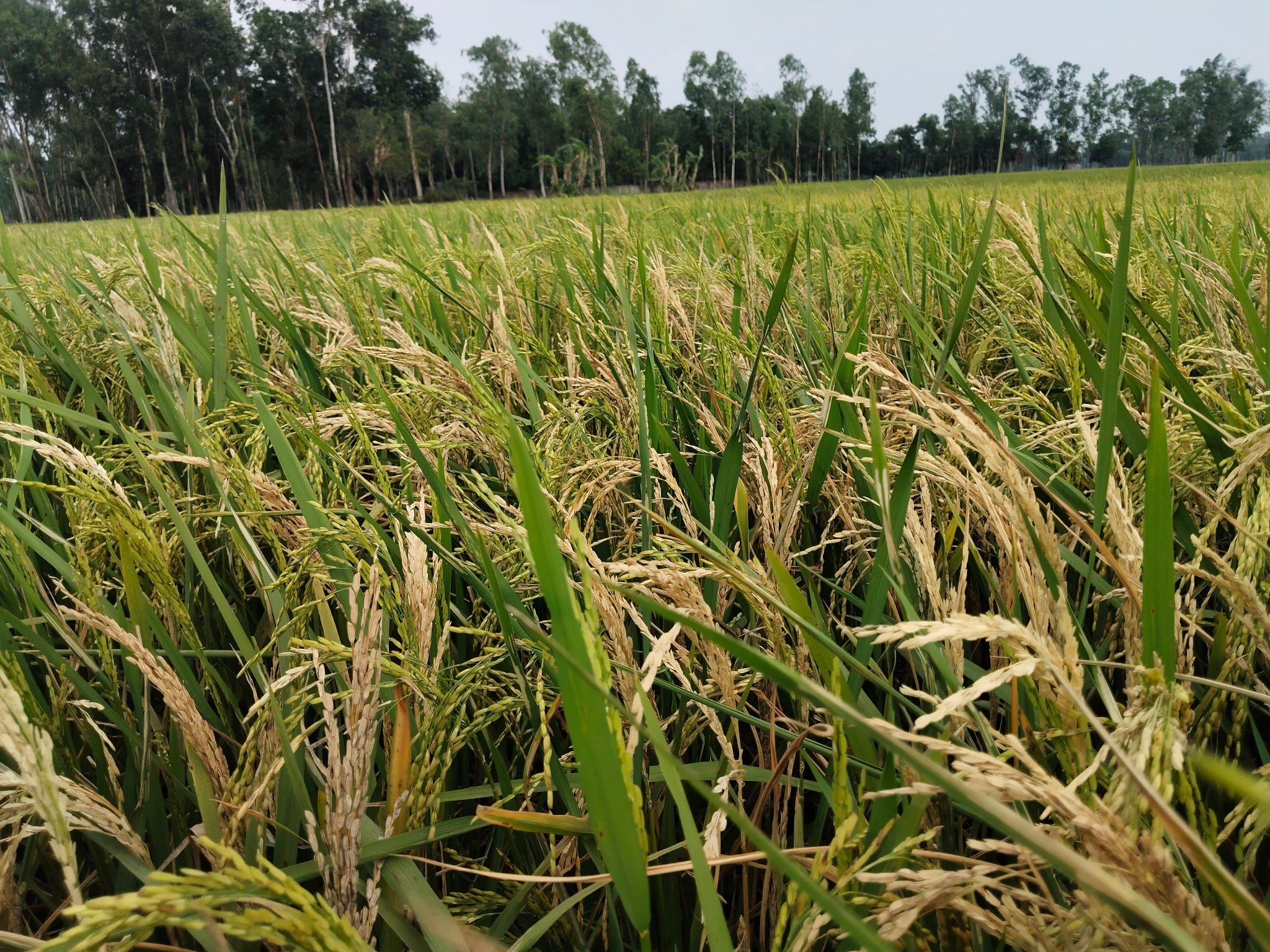 শ্রীমঙ্গলে বোরো ধানে মাজড়া পোকার আক্রমণ, কৃষকদের মাথায় হাত