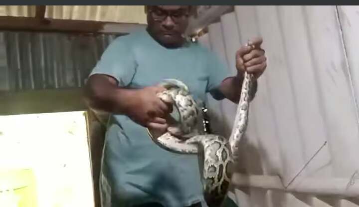 রান্না ঘরের সিলিংয়ে ঝুলছিল অজগর