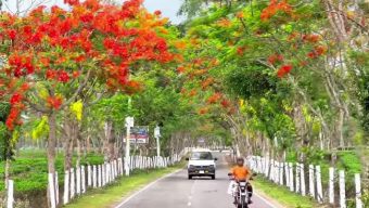 শ্রীমঙ্গলে বাড়তি সৌন্দর্য ছড়াচ্ছে কৃষ্ণচূড়া ফুল