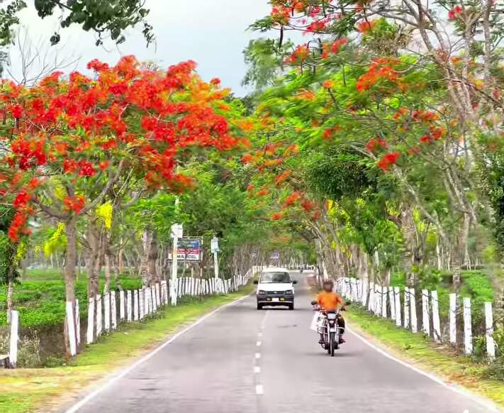শ্রীমঙ্গলে বাড়তি সৌন্দর্য ছড়াচ্ছে কৃষ্ণচূড়া ফুল